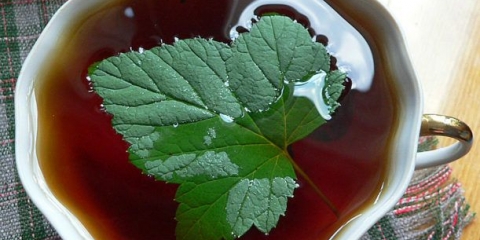 Kako fermentirati listove ribizle kod kuće